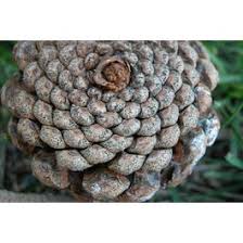 Attēlu rezultāti vaicājumam “Badhamia capsulifera var. arborea sessile”