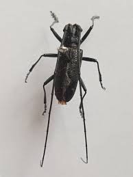 Attēlu rezultāti vaicājumam “Monochamus sutor”