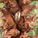 Attēlu rezultāti vaicājumam “Orobanche elatior”