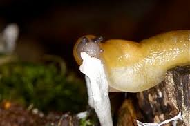 Attēlu rezultāti vaicājumam “Malacolimax tenellus”