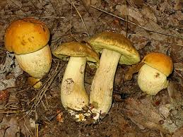 Attēlu rezultāti vaicājumam “Leccinum”