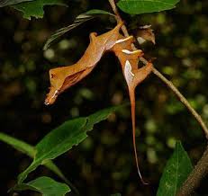 Attēlu rezultāti vaicājumam “Endromidae”