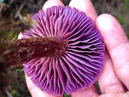 Attēlu rezultāti vaicājumam “Laccaria amethystina”