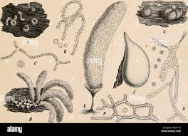 Attēlu rezultāti vaicājumam “Perichaena corticalis spores”