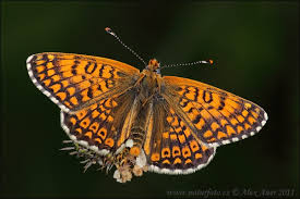 Attēlu rezultāti vaicājumam “Melitaea cinxia upperside”