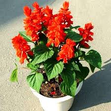 Image result for Salvia splendens