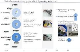 Image result for Chelon dumerili