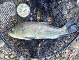 Image result for Ictiobus cyprinellus