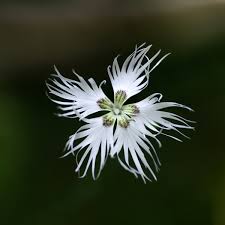 Attēlu rezultāti vaicājumam “Dianthus arenarius”