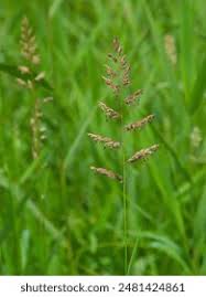 Attēlu rezultāti vaicājumam “Phalaroides arundinacea fruit”