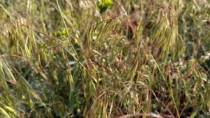Attēlu rezultāti vaicājumam “Anisantha tectorum fruit”