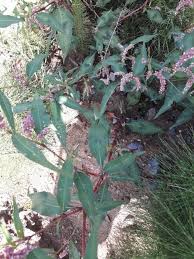 Attēlu rezultāti vaicājumam “Persicaria lapathifolia flower”
