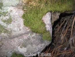 Attēlu rezultāti vaicājumam “Pterigynandrum filiforme”