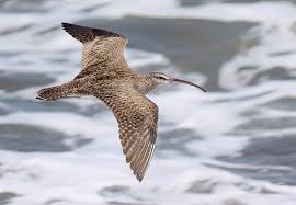 Image result for Numenius hudsonicus