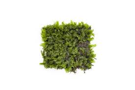 Attēlu rezultāti vaicājumam “Fissidens arnoldii sporophyte”