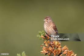 Attēlu rezultāti vaicājumam “Carduelis cannabina adult”