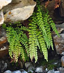 Attēlu rezultāti vaicājumam “Asplenium viride”