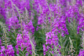 Attēlu rezultāti vaicājumam “Salix pentandra flower”