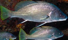 Image result for Sciaena umbra