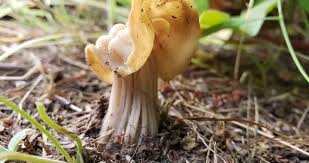 Attēlu rezultāti vaicājumam “Helvella”