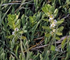 Attēlu rezultāti vaicājumam “Glaux maritima leaf”