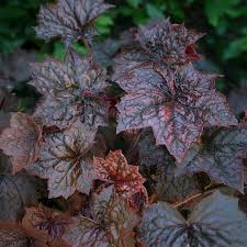 Image result for Heuchera `Palace Purple`