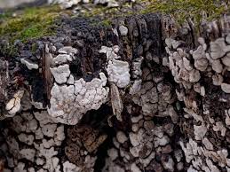 Attēlu rezultāti vaicājumam “Xylobolus frustulatus”