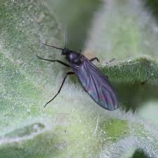 Attēlu rezultāti vaicājumam “Sciara analis”