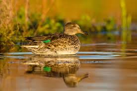 Attēlu rezultāti vaicājumam “Anas crecca”