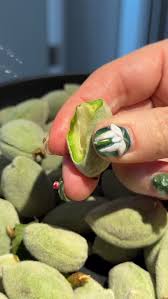 Image result for fresh green almonds