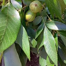 Attēlu rezultāti vaicājumam “Carya ovata leaf”