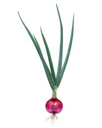 Attēlu rezultāti vaicājumam “Allium cepa”