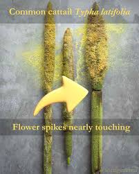 Attēlu rezultāti vaicājumam “Typha latifolia fruit”