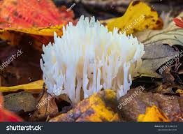 Attēlu rezultāti vaicājumam “Ramariopsis kunzei”