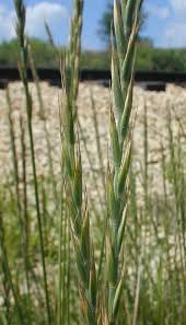 Attēlu rezultāti vaicājumam “Elytrigia repens”