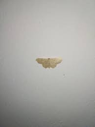 Attēlu rezultāti vaicājumam “Idaea emarginata”