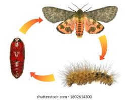 Attēlu rezultāti vaicājumam “Retinia resinella pupa”