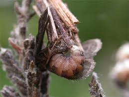 Attēlu rezultāti vaicājumam “Psyche casta larva”