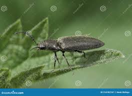 Attēlu rezultāti vaicājumam “Cidnopus aeruginosus”