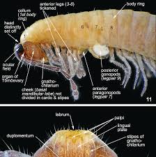 Attēlu rezultāti vaicājumam “Craspedosoma rawlinsi”