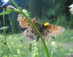 Attēlu rezultāti vaicājumam “Melitaea diamina underside”