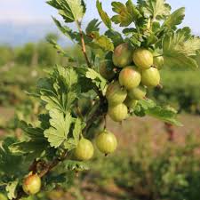 Attēlu rezultāti vaicājumam “Ribes uva-crispa fruit”