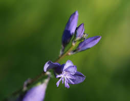 Attēlu rezultāti vaicājumam “Polygala vulgaris flower”