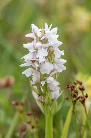 Attēlu rezultāti vaicājumam “Dactylorhiza maculata leaf”