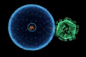Image result for фотография вируса вич