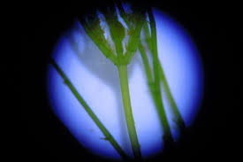 Attēlu rezultāti vaicājumam “Chara globularis”