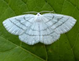 Attēlu rezultāti vaicājumam “Cabera pusaria male”