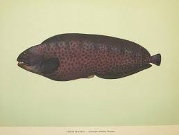 Image result for Anarhichas denticulatus