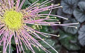 Image result for Chrysanthemum spectabile