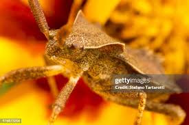 Attēlu rezultāti vaicājumam “Coreus marginatus”